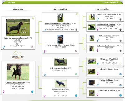 Pedigree of a-litter ( Avra, Argo, Arkas )