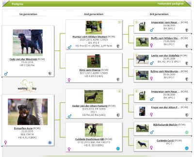 Pedigree of b-litter ( Big Gun, Burning Love )