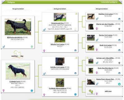 Pedigree of Cuidado Deelicius
